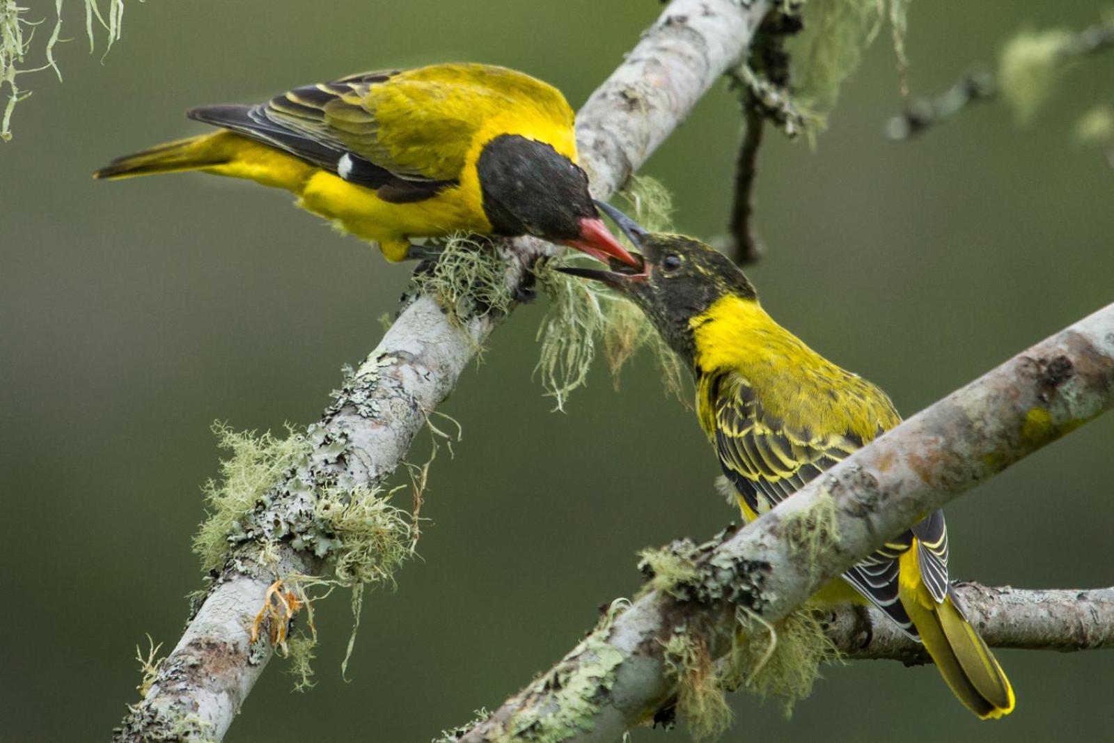 Teniqua Treetops Karatara Settlement Eksteriør bilde