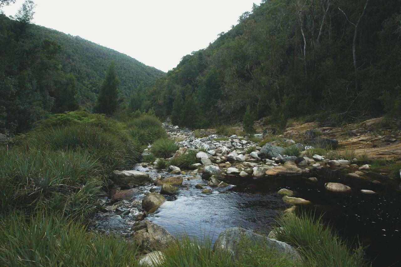 Teniqua Treetops Karatara Settlement Eksteriør bilde
